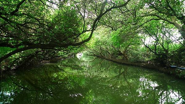 2014-08-18四草綠色隧道