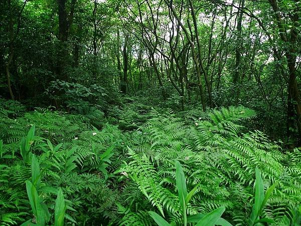 2012-05-26平溪最高峰(623)