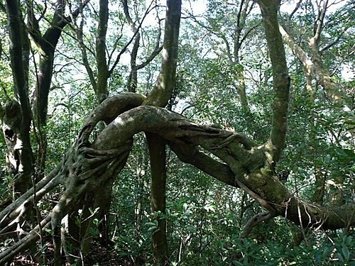 2010-09-12火燒寮山、蚋仔尖、熊空山、竹坑山、加九嶺