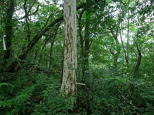 2010-09-12火燒寮山、蚋仔尖、熊空山、竹坑山、加九嶺