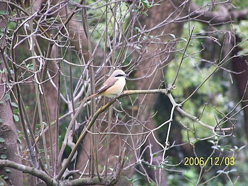 2006-12-03植物園