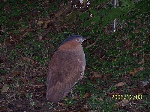 2006-12-03植物園