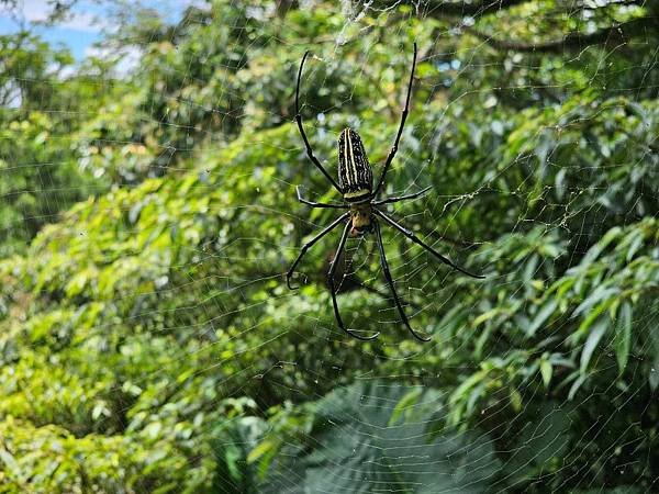 2023-08-26探訪坪頂古圳內厝溪段