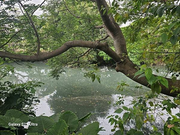 2024-02-24金園排骨、島頭公園、舊雙溪步道、雙溪濕地