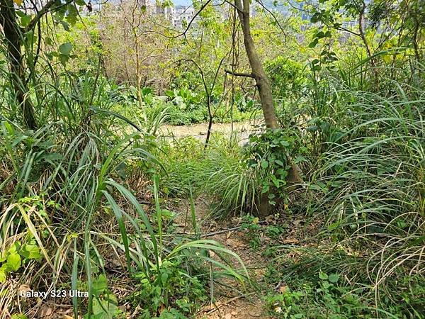 2024-03-29富宏牛肉麵、文山森林公園登蟾蜍山(135