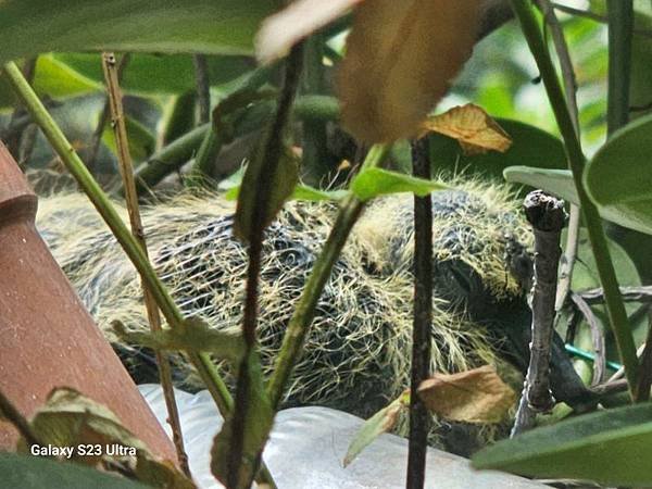 2024-04-30金背鳩來我家築巢