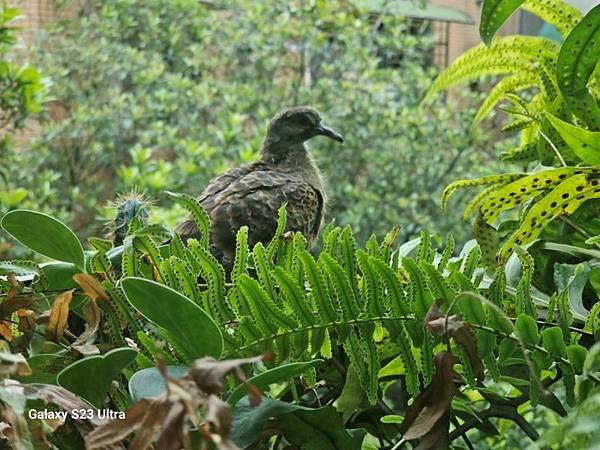 2024-04-30金背鳩來我家築巢