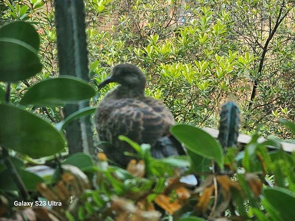 2024-04-30金背鳩來我家築巢