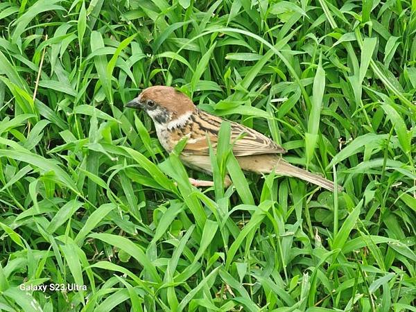 2024-05-25心中山線形公園、李掌櫃功夫製麵