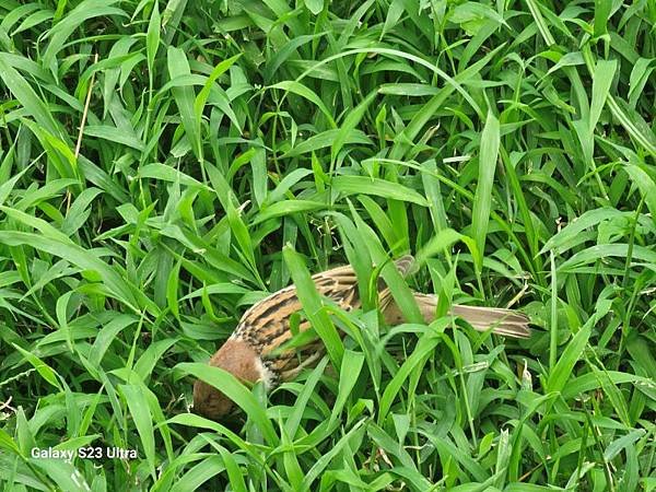 2024-05-25心中山線形公園、李掌櫃功夫製麵