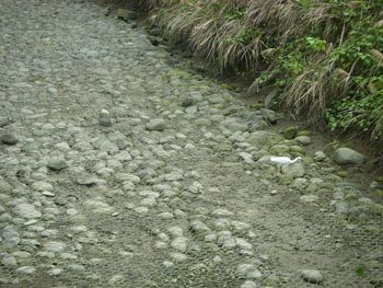 紅樹林步道白鷺鷥