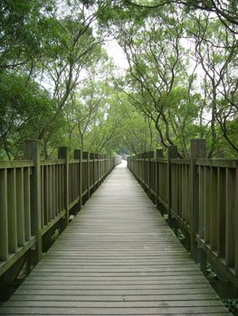 紅樹林步道