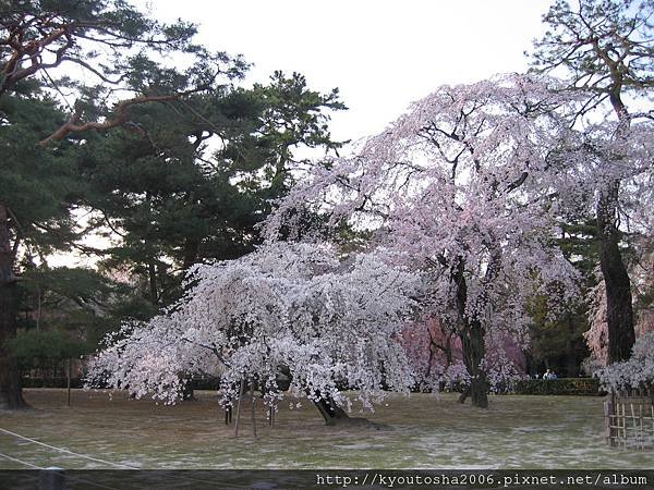 2006京都四月 011