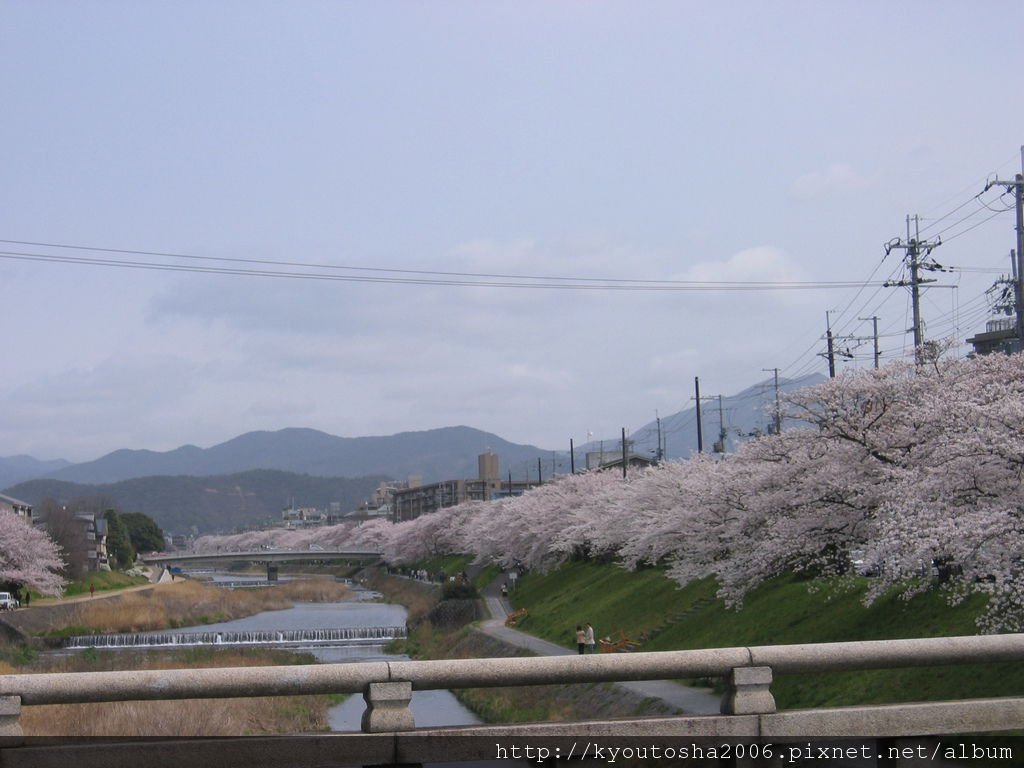 高野川2.jpg