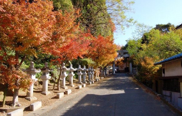 福岡賞楓情報