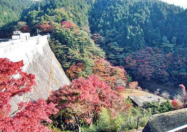 福岡賞楓情報