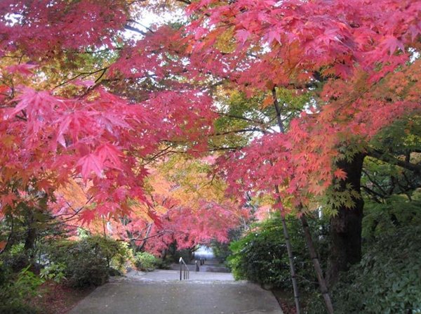 福岡賞楓情報