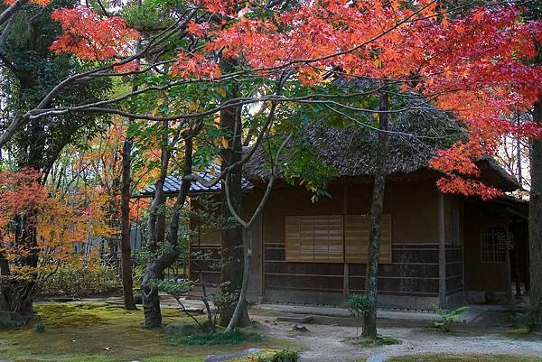 福岡賞楓情報