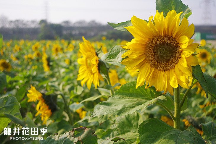 龍井花田季