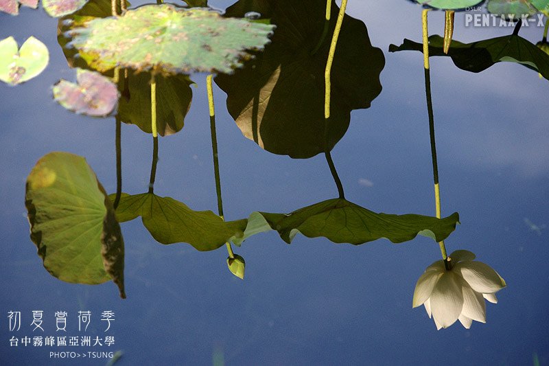 2014初夏賞荷花私房景點.秘境