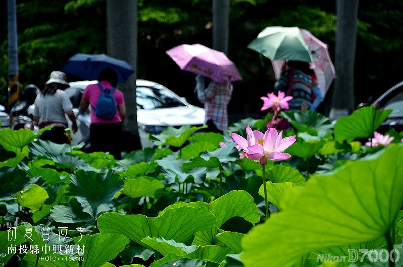 2014初夏賞荷花私房景點.秘境