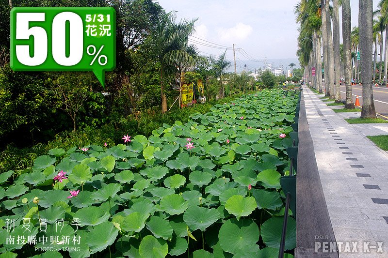 2014初夏賞荷花私房景點.秘境(陸續更新)