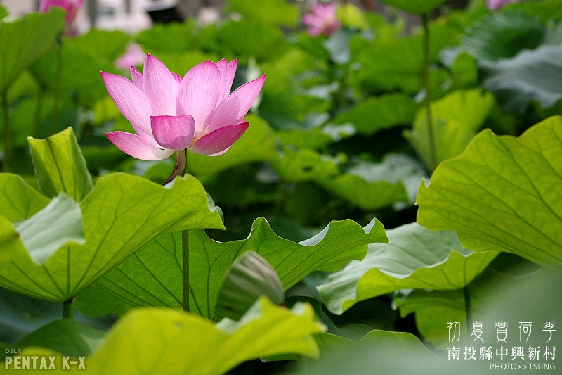 2014初夏賞荷花私房景點.秘境