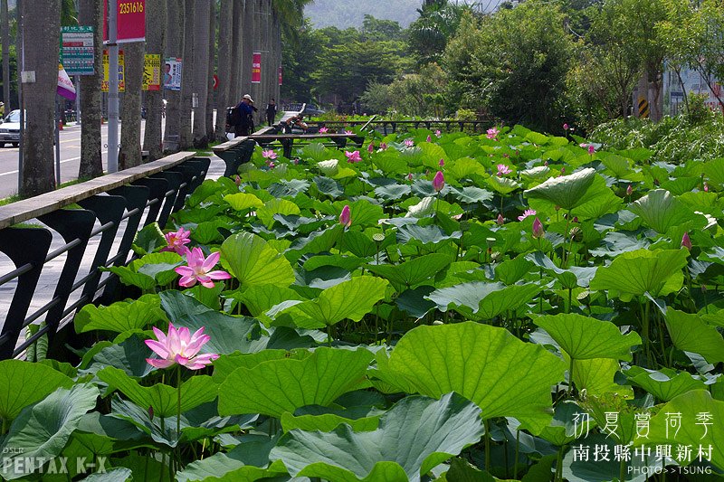 2014初夏賞荷花私房景點.秘境