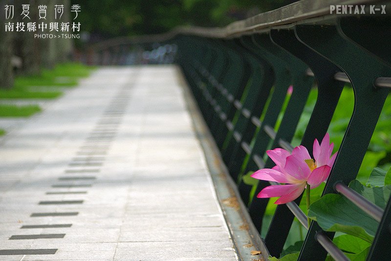 2014初夏賞荷花私房景點.秘境