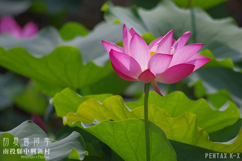 2014初夏賞荷花私房景點.秘境