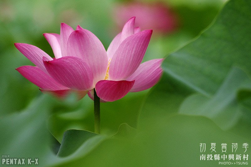 2014初夏賞荷花私房景點.秘境