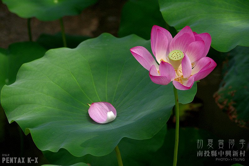 2014初夏賞荷花私房景點.秘境