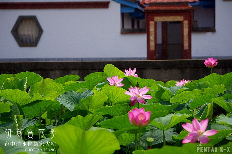 2014初夏賞荷花私房景點.秘境