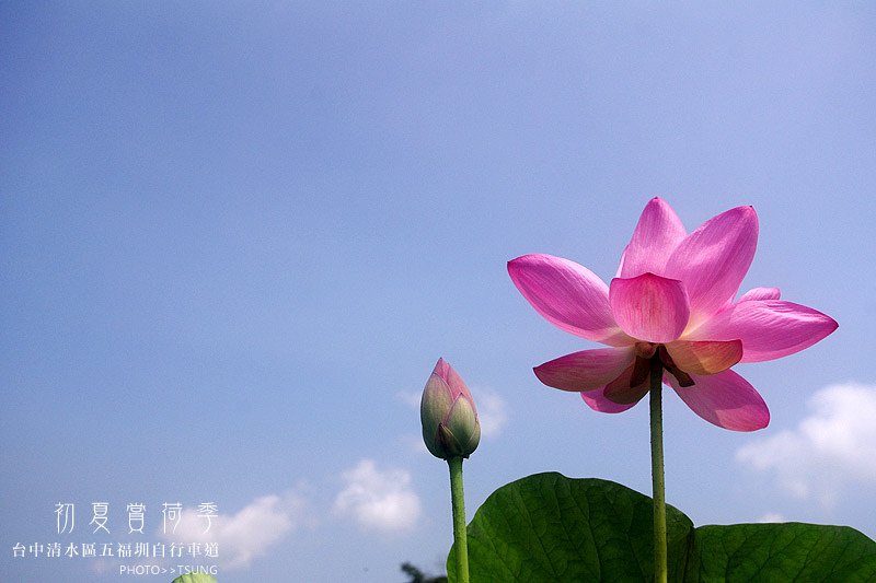 2014初夏賞荷花私房景點.秘境