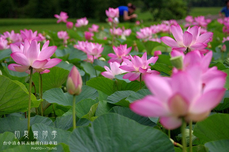 2014初夏賞荷花私房景點.秘境