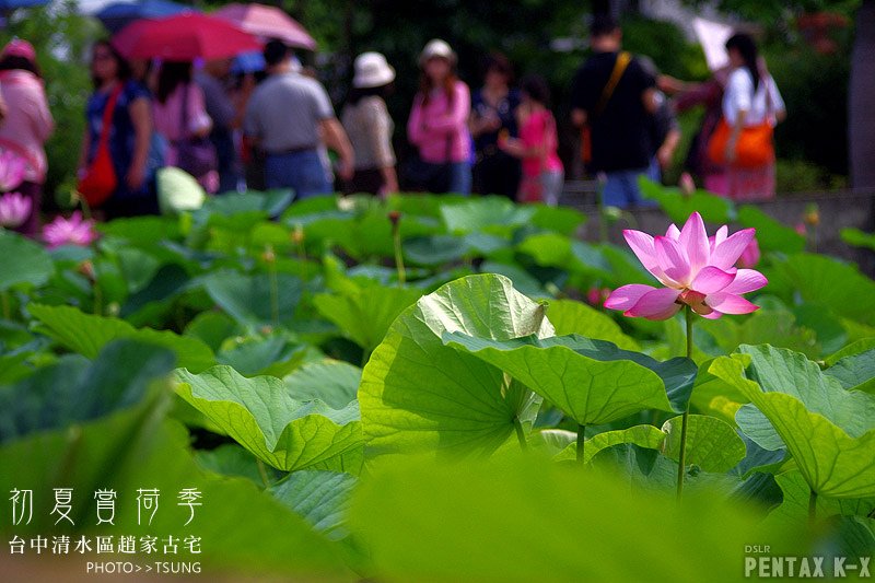 2014初夏賞荷花私房景點.秘境