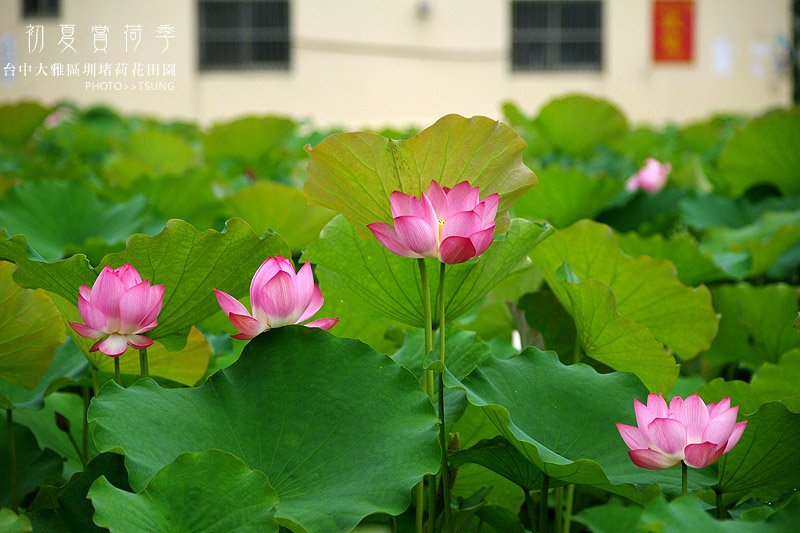 2014初夏賞荷花私房景點.秘境