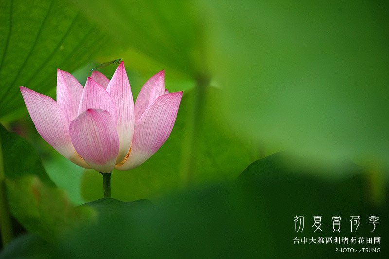 2014初夏賞荷花私房景點.秘境