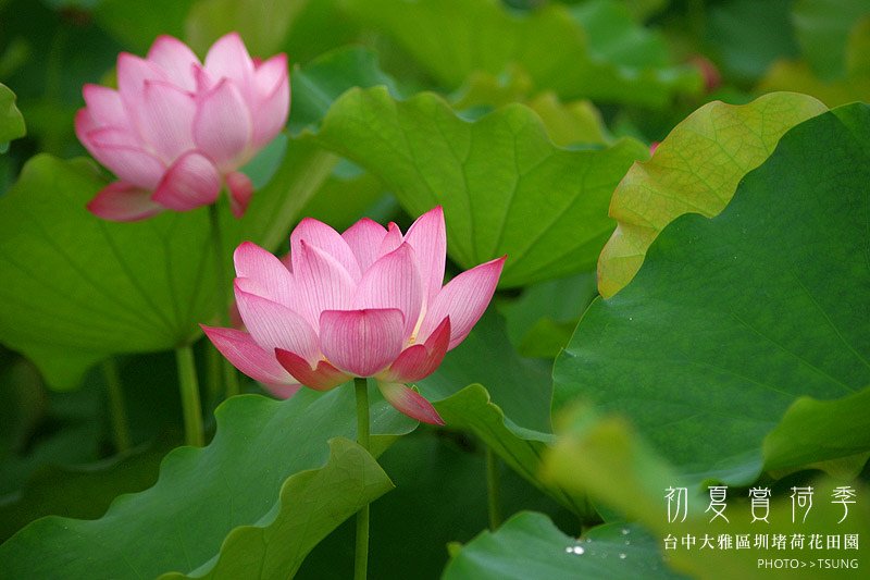 2014初夏賞荷花私房景點.秘境