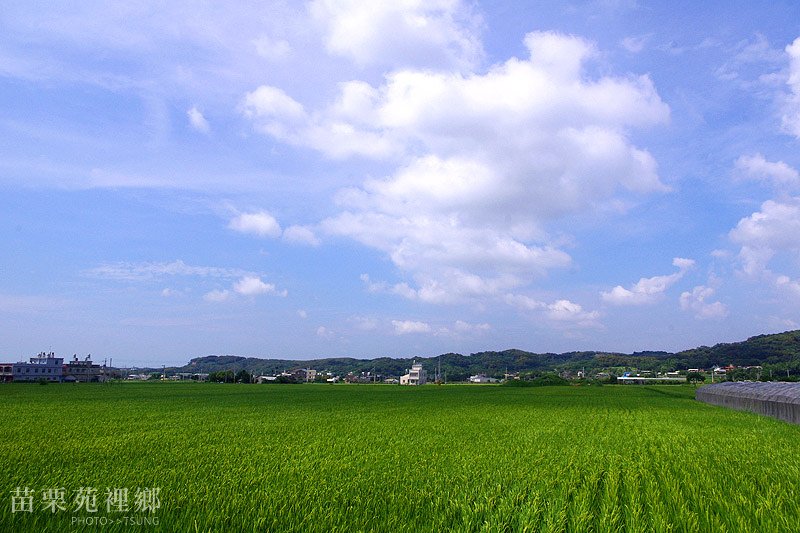 2014初夏賞荷花私房景點