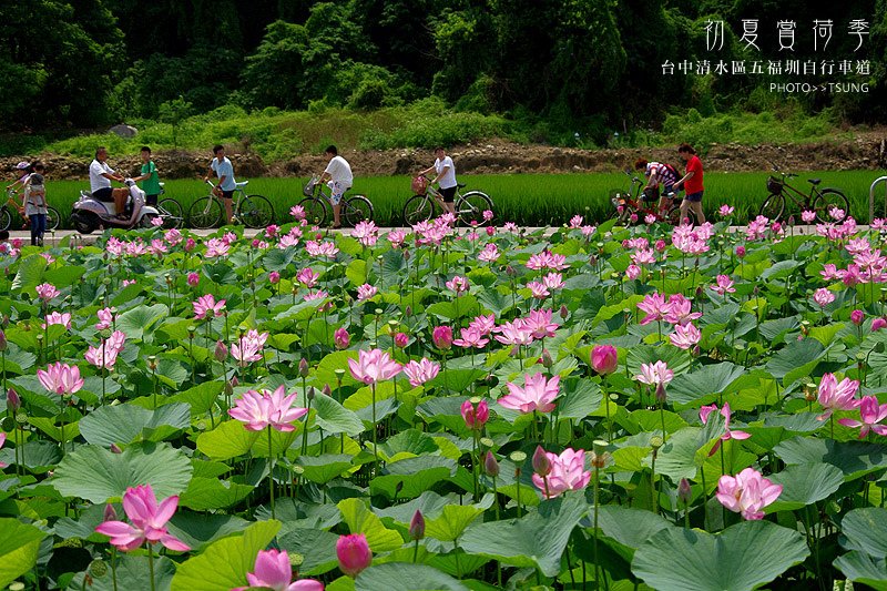 2014初夏賞荷花私房景點