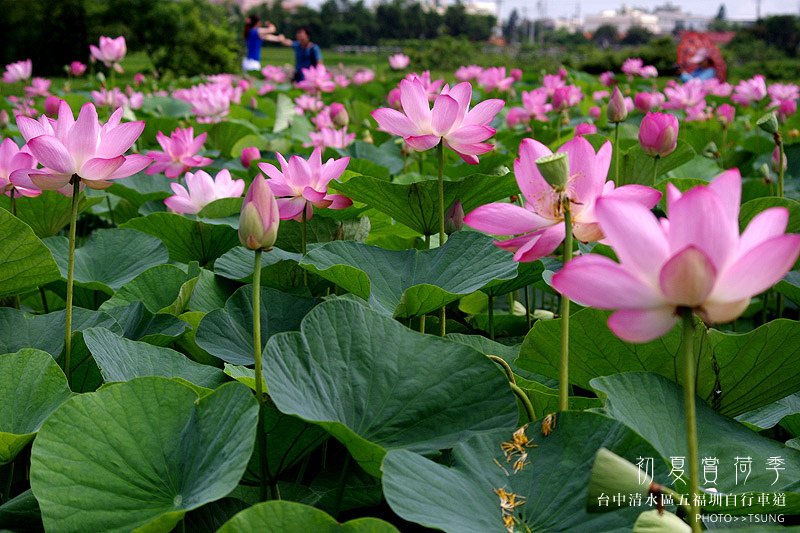 2014初夏賞荷花私房景點