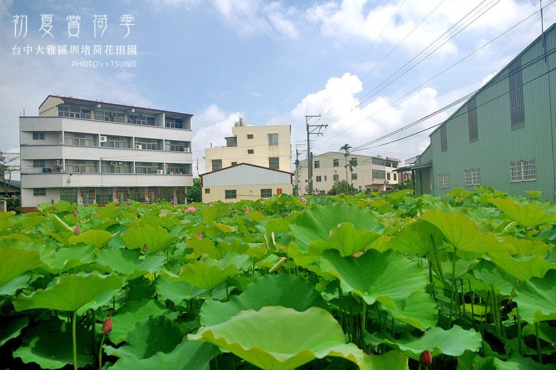 2014初夏賞荷花私房景點