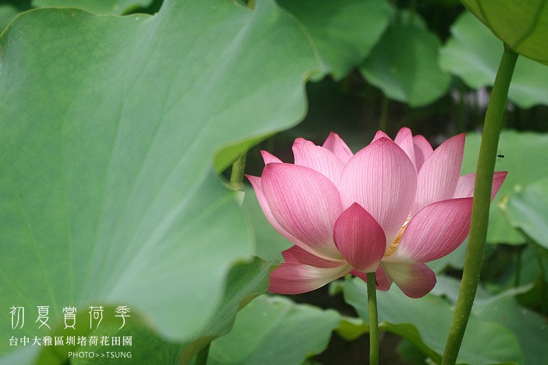 2014初夏賞荷花私房景點