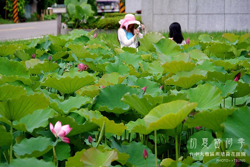 2014初夏賞荷花私房景點