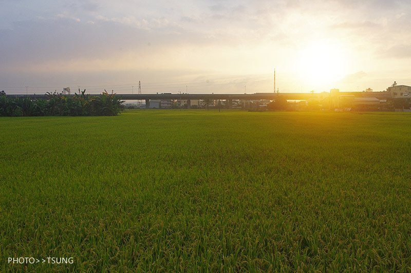 2014初夏賞荷花私房景點