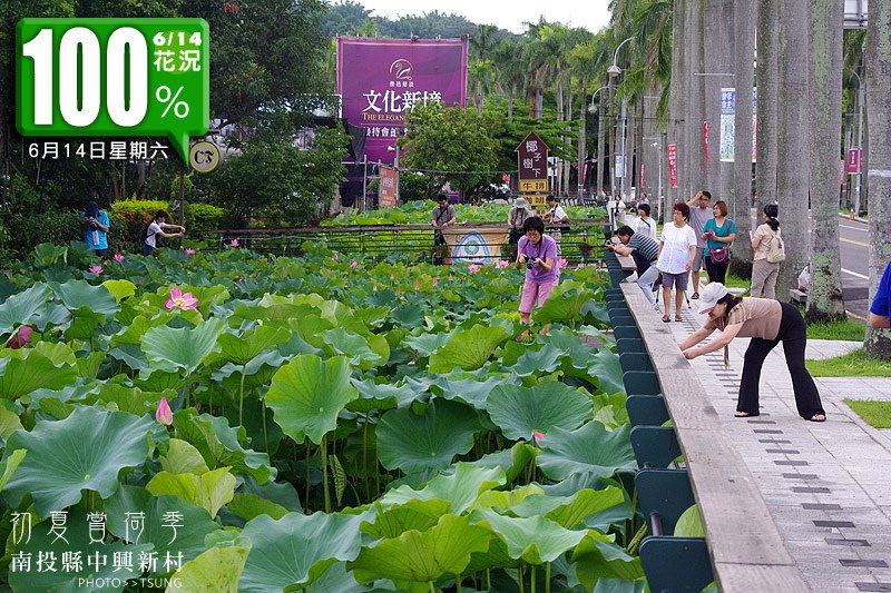 2014初夏賞荷花私房景點