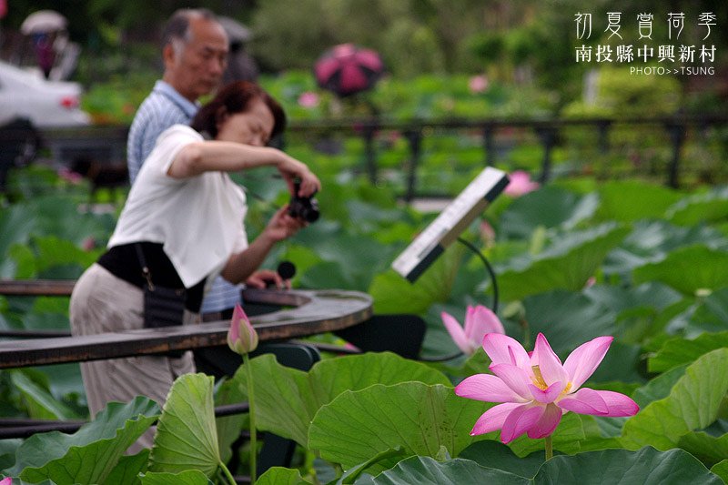 2014初夏賞荷花私房景點