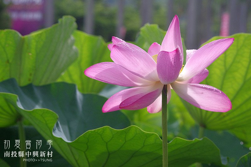 2014初夏賞荷花私房景點