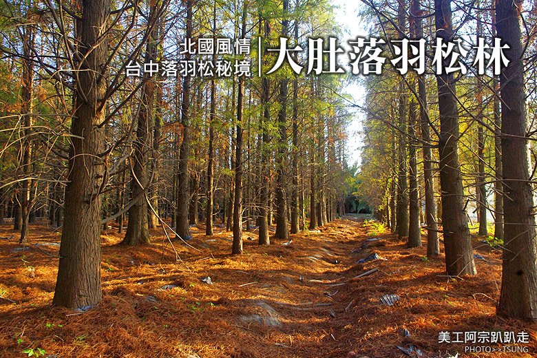 大肚落羽松林